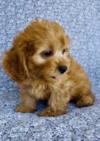 Rhett , a male Bichon Frise and Cavapoo for sale in Elkton, KY – 2 of 7