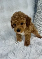 Bodie , a male Poodle - Miniature  for sale in Elkton, KY – 3 of 10