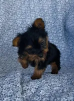 Winston , a male Yorkshire Terrier for sale in Elkton, KY – Photo 6 of 10