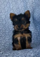 Winston , a male Yorkshire Terrier for sale in Elkton, KY – Photo 3 of 10