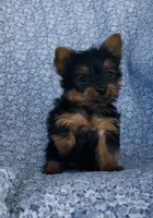 Winston , a male Yorkshire Terrier for sale in Elkton, KY – Photo 8 of 10