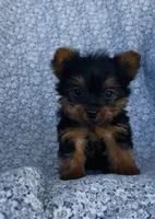 Winston , a male Yorkshire Terrier for sale in Elkton, KY – Photo 2 of 10