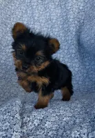 Winston , a male Yorkshire Terrier for sale in Elkton, KY – Photo 5 of 10