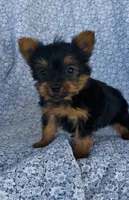 Winston , a male Yorkshire Terrier for sale in Elkton, KY – Photo 10 of 10
