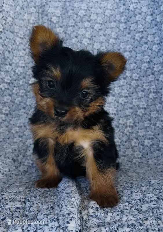 Winston  – Yorkshire Terrier puppy for sale in Elkton, KY