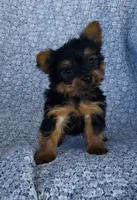 Winston , a male Yorkshire Terrier for sale in Elkton, KY – Photo 9 of 10