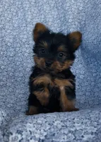 Winston , a male Yorkshire Terrier for sale in Elkton, KY – Photo 7 of 10