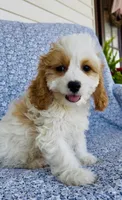 Katie , a female Bichon Frise and Cavapoo for sale in Elkton, KY – 3 of 8