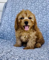 Rhett , a male Bichon Frise and Cavapoo for sale in Elkton, KY – 1 of 7