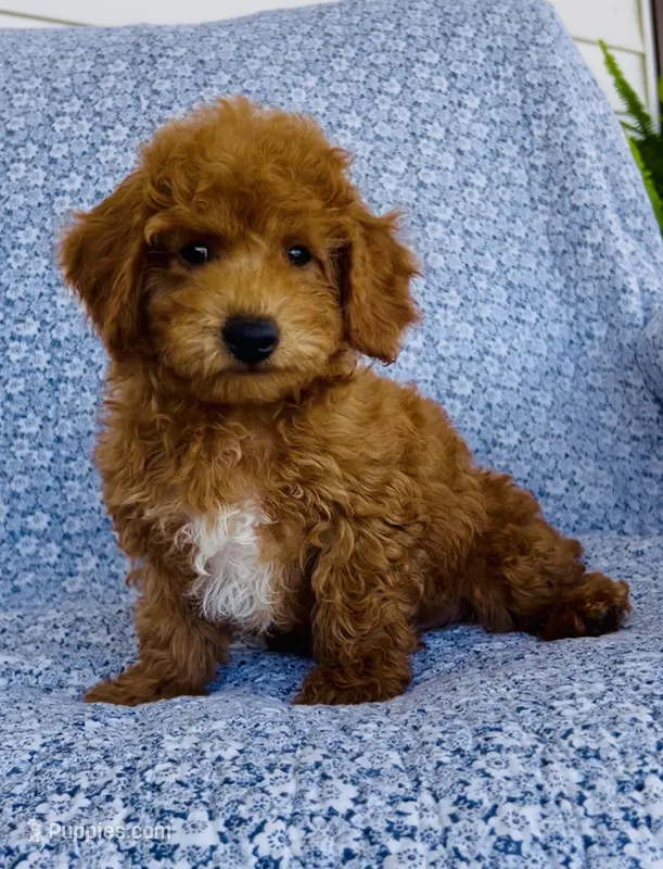Finn  – Bichpoo puppy for sale in Elkton, KY