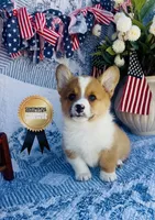 Lucky , a male Pembroke Welsh Corgi for sale in Elkton, KY – 6 of 10