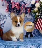 Lucky , a male Pembroke Welsh Corgi for sale in Elkton, KY – 2 of 10