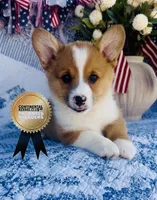 Lucky , a male Pembroke Welsh Corgi for sale in Elkton, KY – 8 of 10