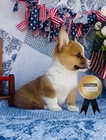 Lucky , a male Pembroke Welsh Corgi for sale in Elkton, KY – 4 of 10