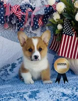 Lucky , a male Pembroke Welsh Corgi for sale in Elkton, KY – 10 of 10