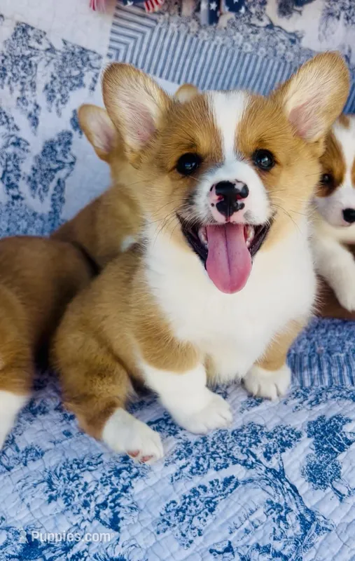 Lucky  – Pembroke Welsh Corgi puppy for sale in Elkton, KY