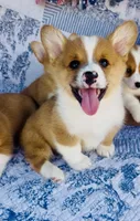 Lucky , a male Pembroke Welsh Corgi for sale in Elkton, KY – 3 of 10