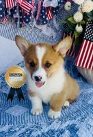 Lucky , a male Pembroke Welsh Corgi for sale in Elkton, KY – 5 of 10