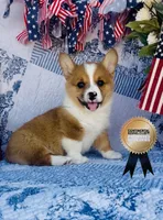 Lucky , a male Pembroke Welsh Corgi for sale in Elkton, KY – 9 of 10