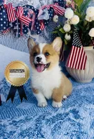Lucky , a male Pembroke Welsh Corgi for sale in Elkton, KY – 1 of 10