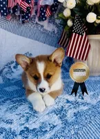 Lucky , a male Pembroke Welsh Corgi for sale in Elkton, KY – 7 of 10