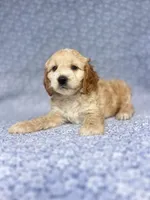 Flynn , a male Cockapoo for sale in Elkton, KY – 2 of 5