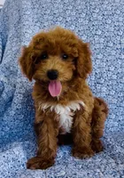 Harper , a female Bichpoo for sale in Elkton, KY – 2 of 8