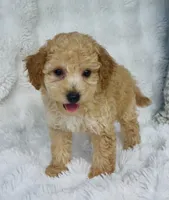 Wells , a male Poodle - Miniature  for sale in Elkton, KY – 7 of 10
