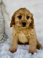 Goldie , a female Cavapoo for sale in Elkton, KY – Photo 1 of 2