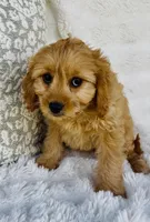Goldie , a female Cavapoo for sale in Elkton, KY – Photo 2 of 2