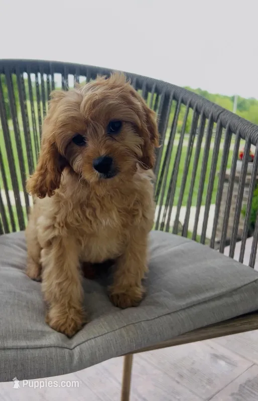 Goldie  – Cavapoo puppy for sale in Elkton, KY