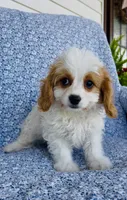 Henry , a male Bichon Frise and Cavapoo for sale in Elkton, KY – 4 of 6
