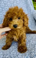Arlo , a male Bichpoo for sale in Elkton, KY – 2 of 9
