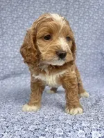 Dolly , a female Cockapoo for sale in Elkton, KY – 1 of 8