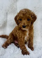 Grady , a male Poodle - Miniature  for sale in Elkton, KY – 7 of 8