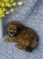 Ashton , a male Shihpoo for sale in Elkton, KY – Photo 4 of 8