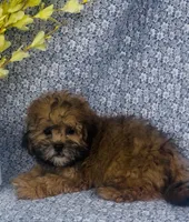 Ashton , a male Shihpoo for sale in Elkton, KY – Photo 6 of 8
