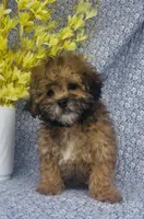 Ashton , a male Shihpoo for sale in Elkton, KY – Photo 2 of 8