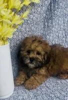 Ashton , a male Shihpoo for sale in Elkton, KY – Photo 7 of 8