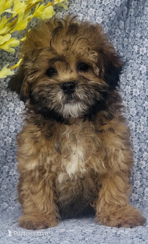 Ashton  – Shihpoo puppy for sale in Elkton, KY