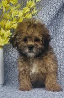 Ashton , a male Shihpoo for sale in Elkton, KY – Photo 3 of 8