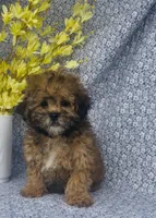 Ashton , a male Shihpoo for sale in Elkton, KY – Photo 8 of 8