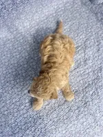 Flynn , a male Cockapoo for sale in Elkton, KY – 5 of 5