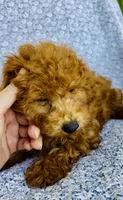 Arlo , a male Bichpoo for sale in Elkton, KY – 5 of 9