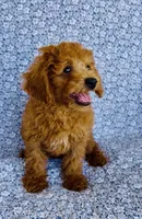 Phoebe, a female Bichpoo for sale in Elkton, KY – 9 of 9