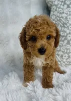 Bodie , a male Poodle - Miniature  for sale in Elkton, KY – 2 of 10