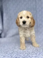 Charming , a male Cockapoo for sale in Elkton, KY – 3 of 5