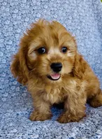 Rhett , a male Bichon Frise and Cavapoo for sale in Elkton, KY – 7 of 7