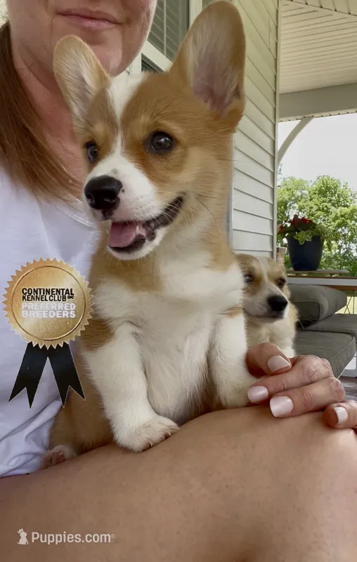 Nala  – Pembroke Welsh Corgi puppy for sale in Elkton, KY