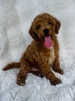 Grady , a male Poodle - Miniature  for sale in Elkton, KY – 6 of 8